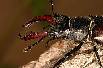 Stag beetle portrait Sieuras Ariege France