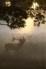 Stag roaring at sunrise in autumn GB
