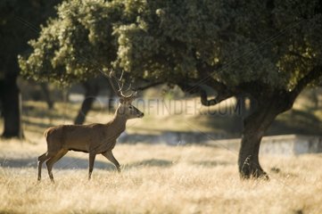 Red Deer Sierra Morena Andalusia Spain