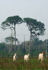 Husbandry of Cattle in forest of Antimari certified FSC