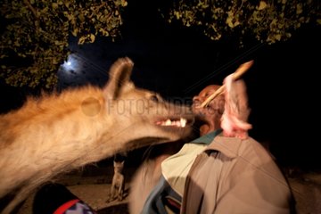 Man feeding wild Spotted Hyaena in Ethiopia