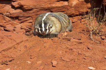 American Badger in front of a rock - Utah USA