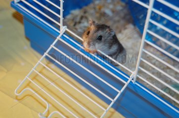 Jeune hamster dans sa cage