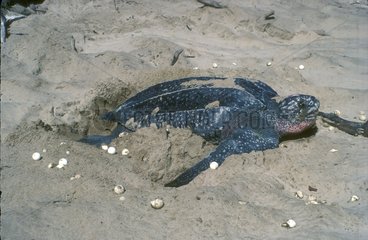 Female Leatherback laying in sand French Guiana
