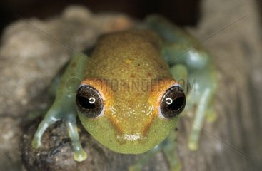 Portrait of a Zidok Cochran Frog French Guiana