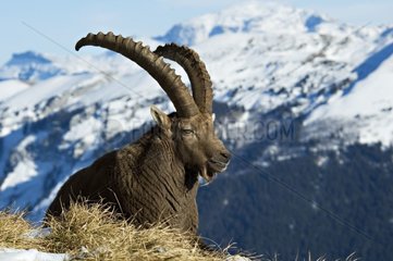 Männlicher Ibex Masssif des Bornes Frankreich
