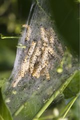 Cocon caterpillars in a fruit tree in spring