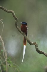 Madagaskar Paradise-Flycatcher männlicher Red Berty Madagaskar