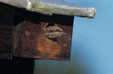 Torcol fourmilier dans un nichoir France