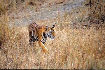 Tigerress jagen Bandhavgarh India National Park