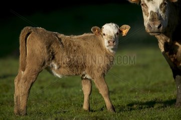 Vache et veau de races croisées âgé de 15 jours Picardie