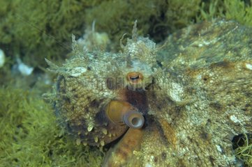 Gemeinsame Oktopus auf dem Meeresboden posiert
