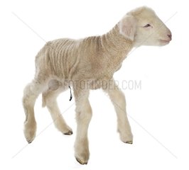 Lamb newborn Cross and Suffolk Mérinos