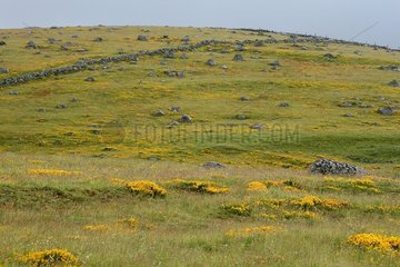 Landscape in the spring of Aubrac