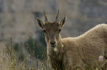 Junge Ibex Weidesschweiz