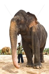 Inländischer asiatischer Elefant und Gardian Sri Lanka