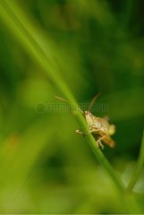 Meadow grasshopper on grass Normandy