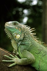 Portrait d'un Iguane vert en Amérique du Sud