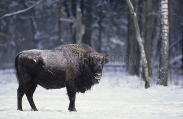 Femelle adulte de Bison d'Europe dans la neige