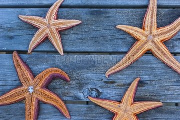 Sea stars on wood - Flatanger Norway
