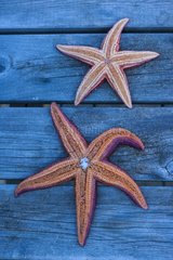 Sea stars on wood - Flatanger Norway