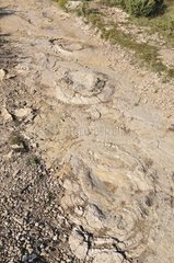 Fußabdrücke von Sauropod -Dinosauriern in Schlammstein Frankreich
