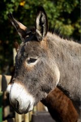 Portrait of Donkey France