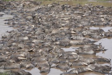 Accumulation of dead wildebeests in the Mara River