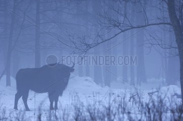 European bison in the fog in winter Bialowieza Poland