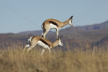 Springboks jumping in the Zebra NP South africa