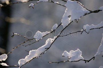 Schneebedeckte Zweige Niederlande
