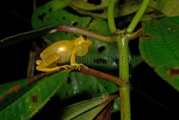 Lesser Tree Frog male singing French Guiana