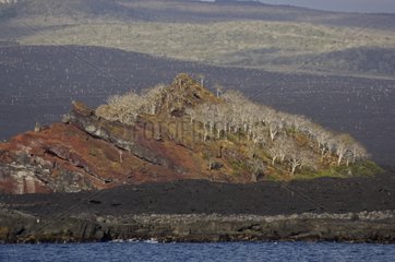 Volcanic coast and vegetal formation Galapagos