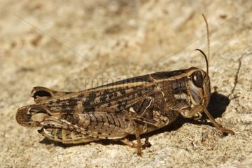 Locust Provence