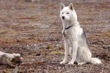 Alaskan Husky gardant le camp d'une expédition au Spitzberg