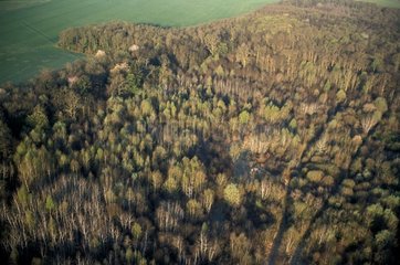 Lisière forestière en bordure d'une plaine agricole Picardie