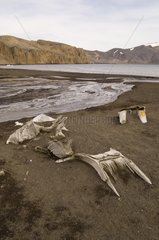 Whale bones of Deception Island South Shetland