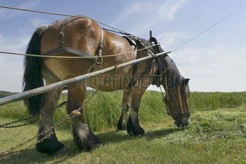 Pferd Ardenais mit seinem Kragen Zeichen Areaer Frankreich