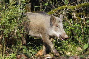 Close-up of a young wild boar France