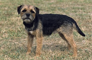 Border-terrier adult burrow in the grass Germany