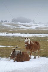 Horses in snow on an Auvergne plateau in winter