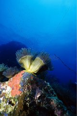 Pracht Sea Anemone auf einem Korallenriff Thailand