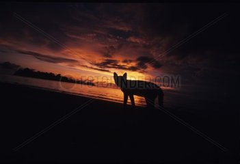 Silhouette of Cat at sunset on the beach Thailand