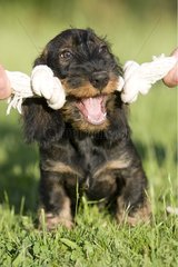 Master stimulating his Wire-haired Dachshund puppy with toy
