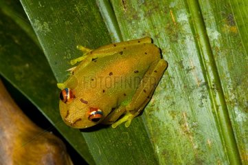 Treefrog on a leaf French Guiana