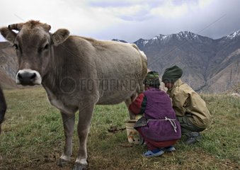 Traite d'une vache Réserve de Sarychat-Ertash