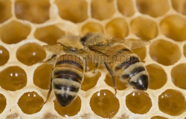 Arbeiterbienen füllen die Zellen mit Honig Frankreich