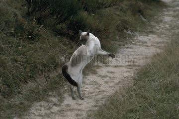 Siamese Cat Parading  um seine Vorherrschaft für einen anderen zu bekräftigen