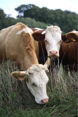 Montbéliard cows grazing over a fence France