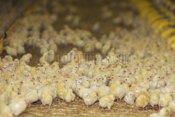 Chicks of pulpit out of incubator in Alsace